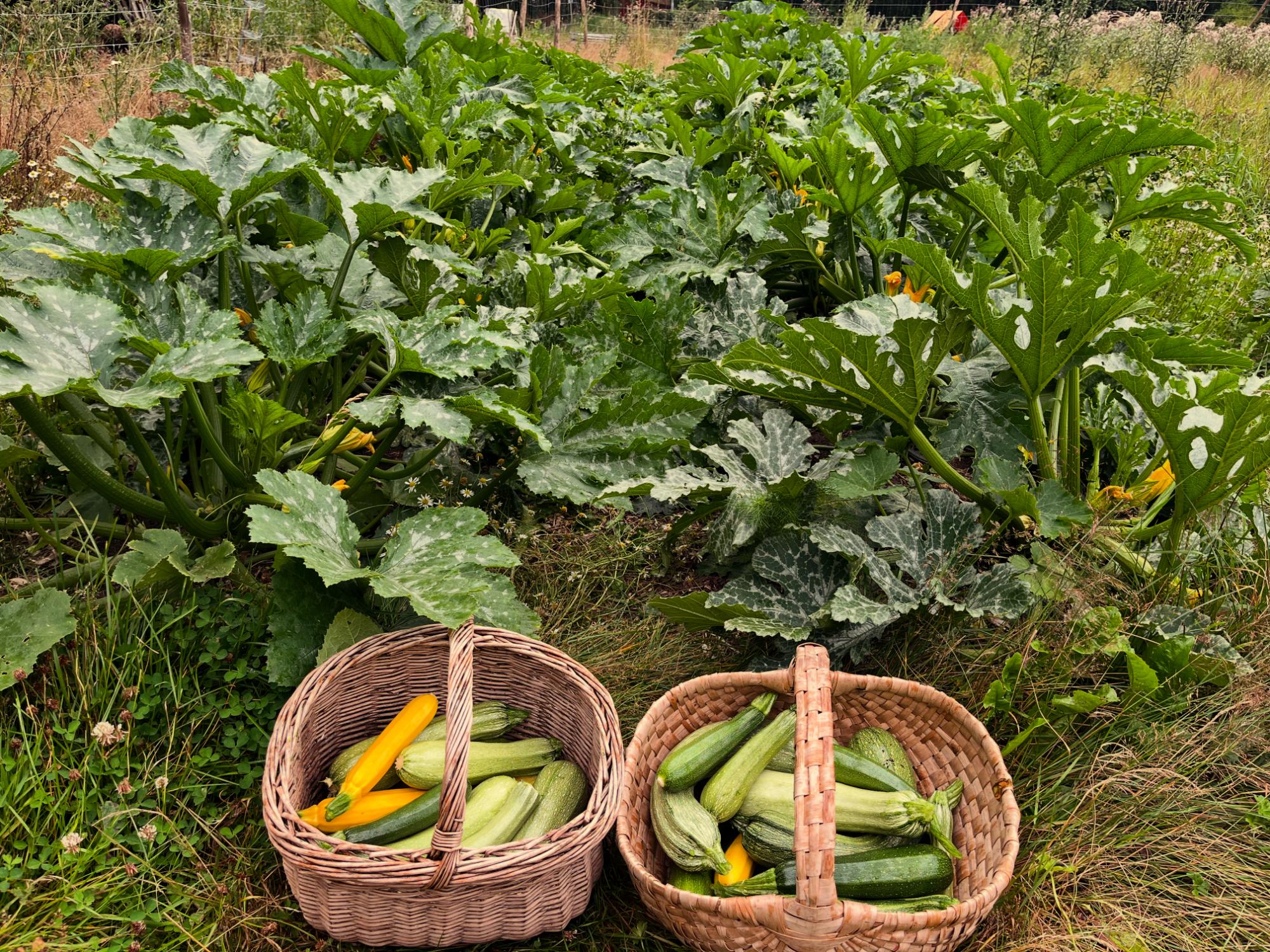 zucchini